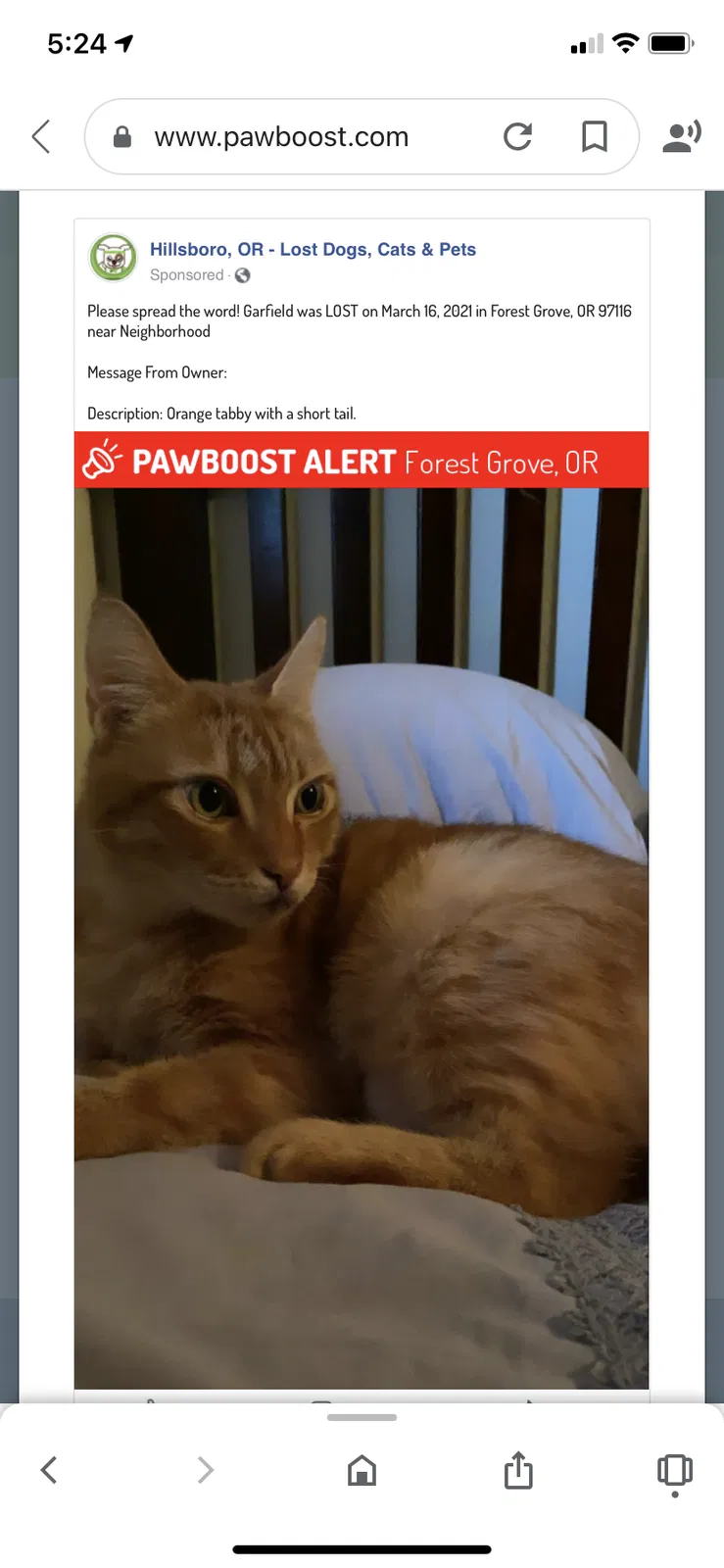 Lost cat in Forest Grove, OR, 97116