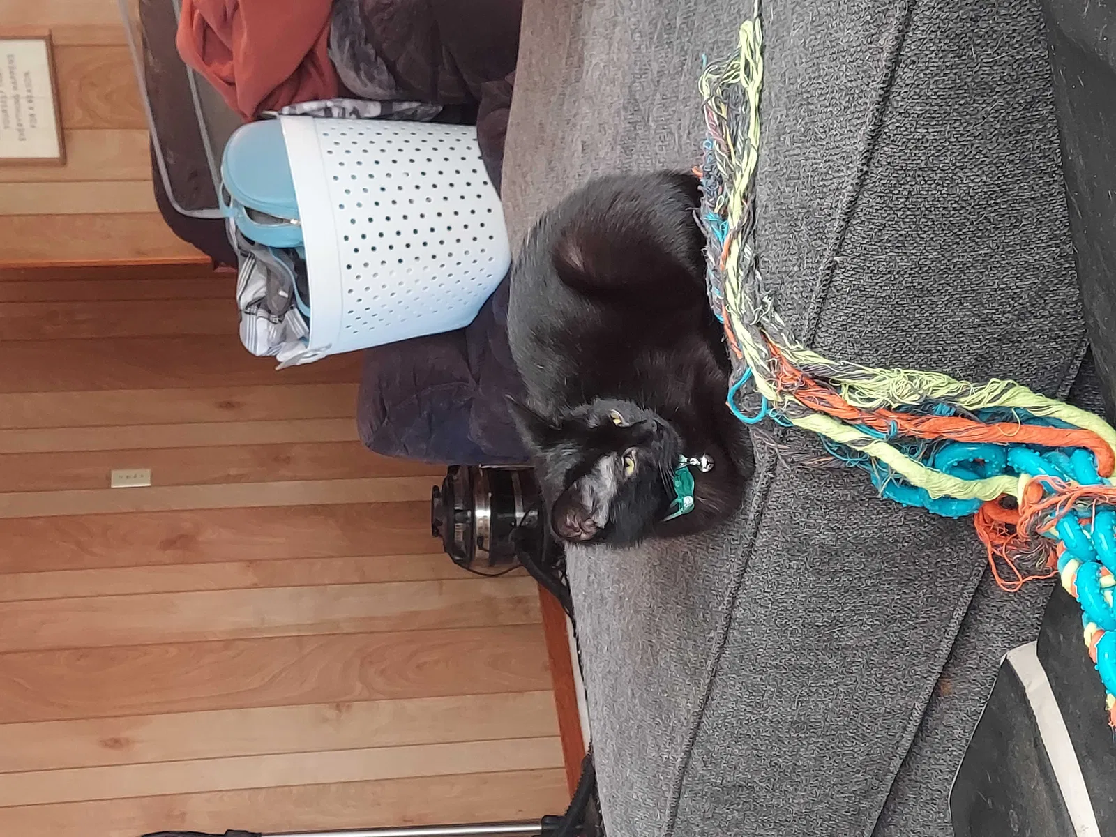 Lost cat in Smithville, TN, 37166
