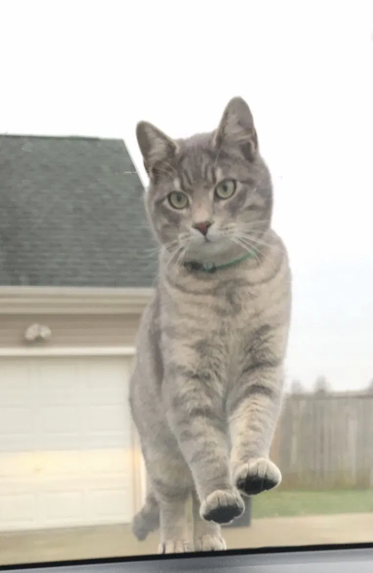 Lost cat in Murfreesboro, TN, 37129