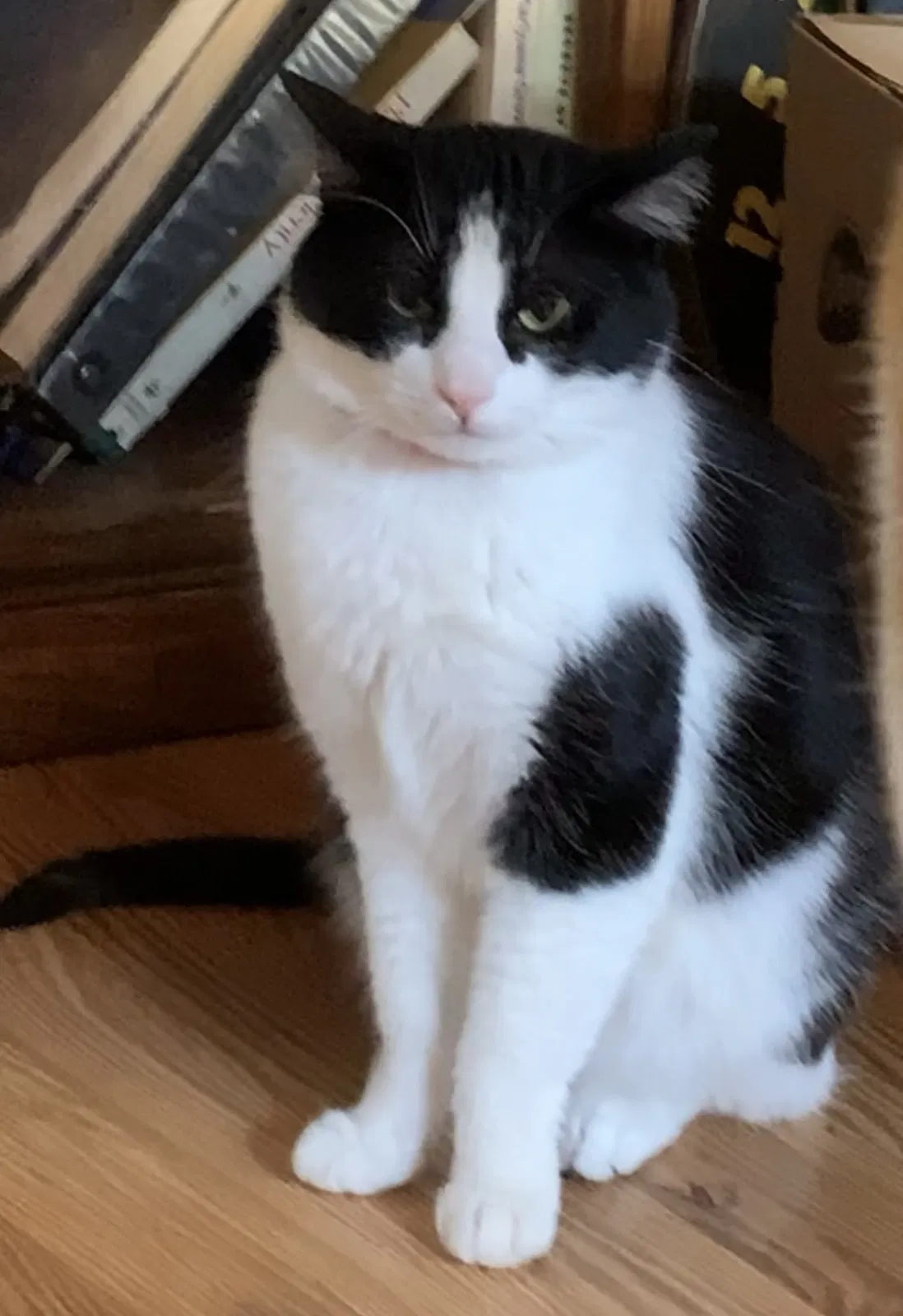 Lost cat in Hemet, CA, 92545