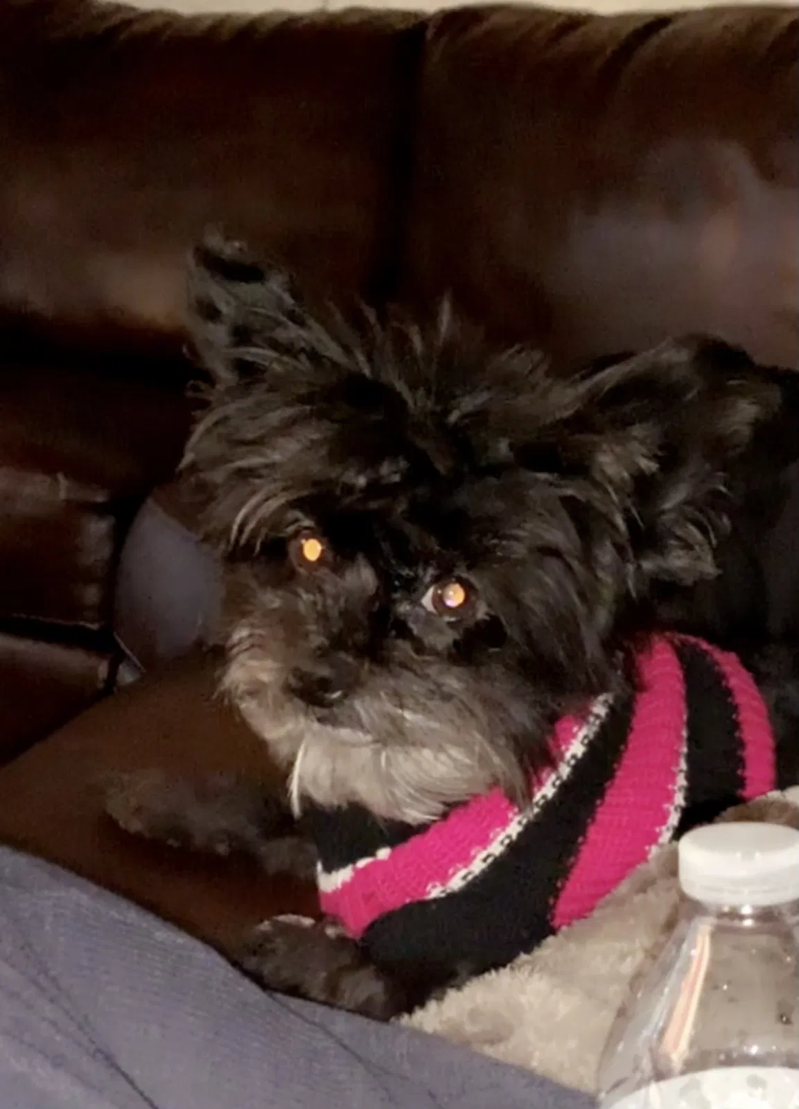 Lost dog in Peralta, NM, 87042