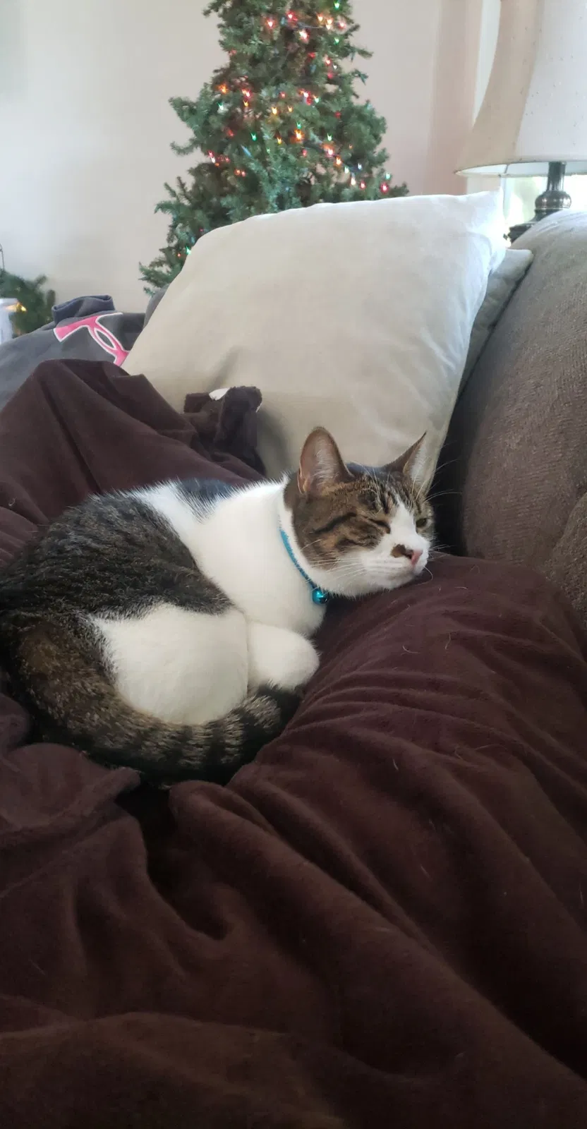 Lost cat in Menifee, CA, 92584