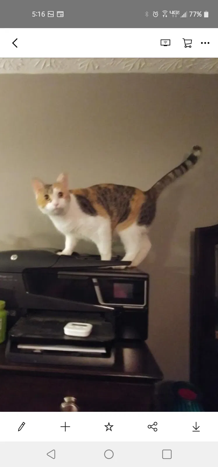 Lost cat in Grove City, OH, 43123