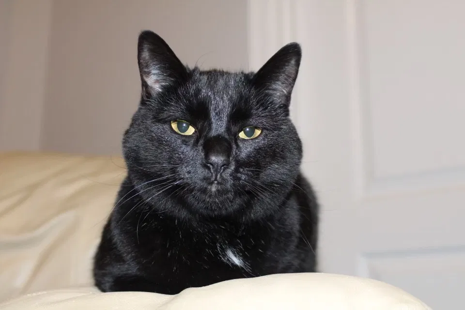 Lost cat in Waldorf, MD, 20602
