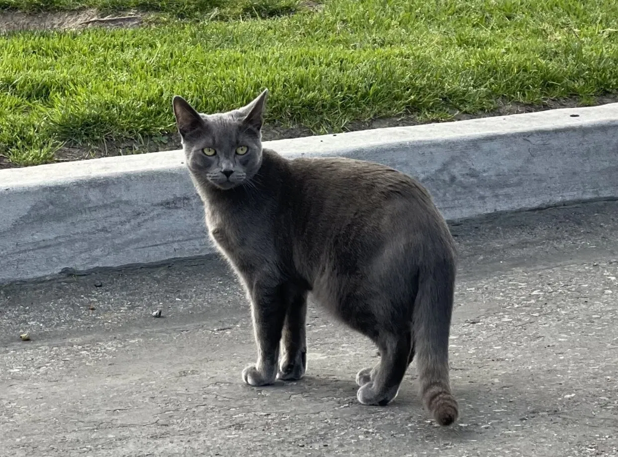 Lost cat in San Diego, CA, 92154