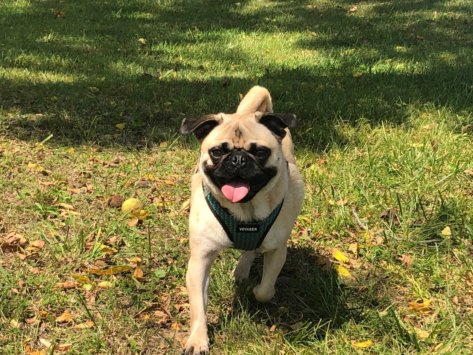 Lost dog in Columbia, TN, 38401