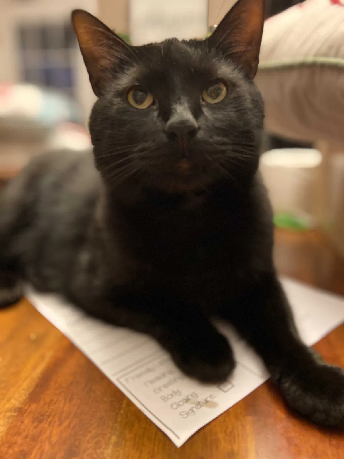 Lost cat in Hamilton, OH, 45013