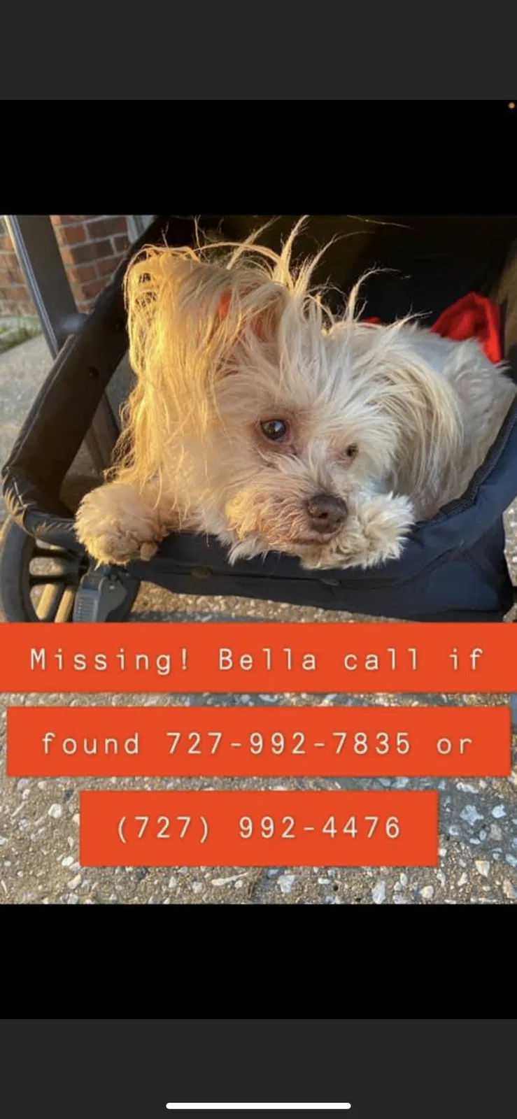 Lost dog in Port Richey, FL, 34668