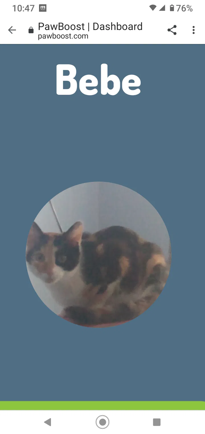Lost cat in Murfreesboro, TN, 37130