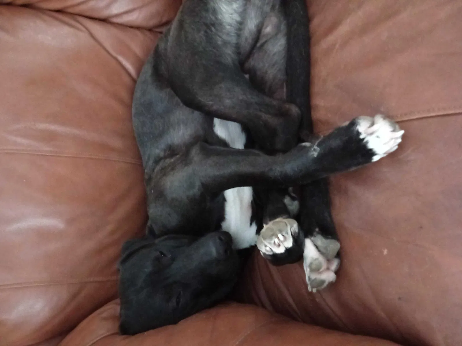 Lost dog in Brookville, IN, 47012