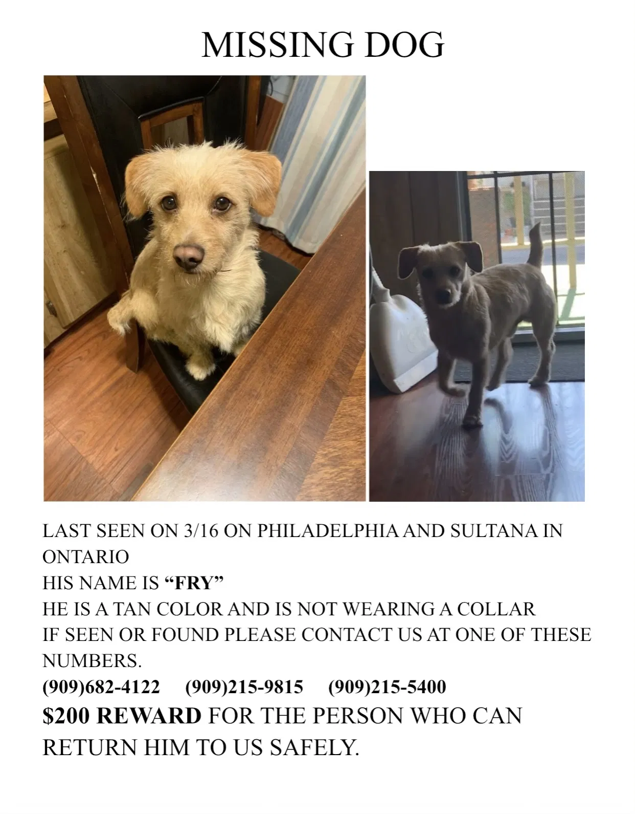 Lost dog in Ontario, CA, 91761