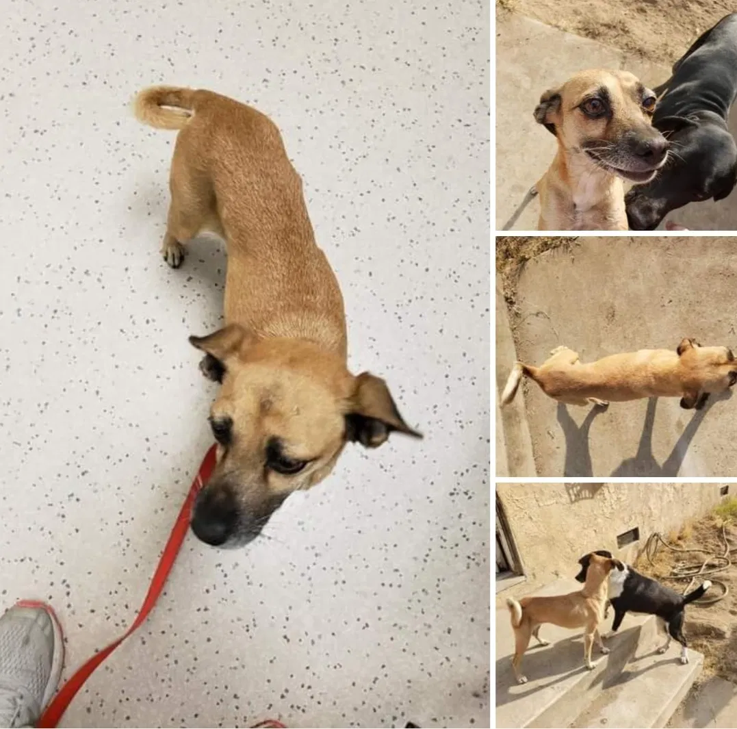 Lost dog in Fontana, CA, 92337