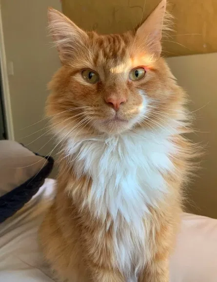 Lost cat in Salt Lake City, UT, 84109