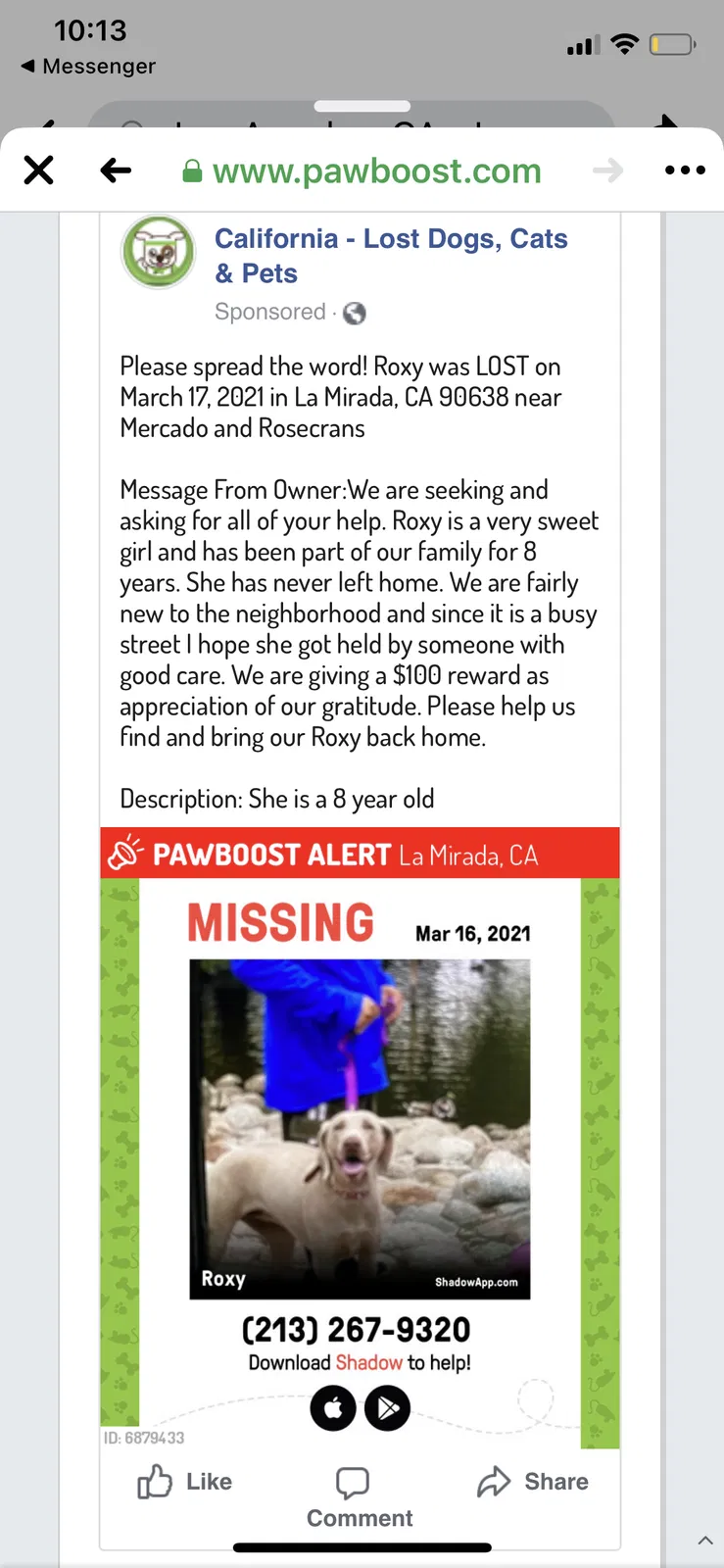 Lost dog in La Mirada, CA, 90638