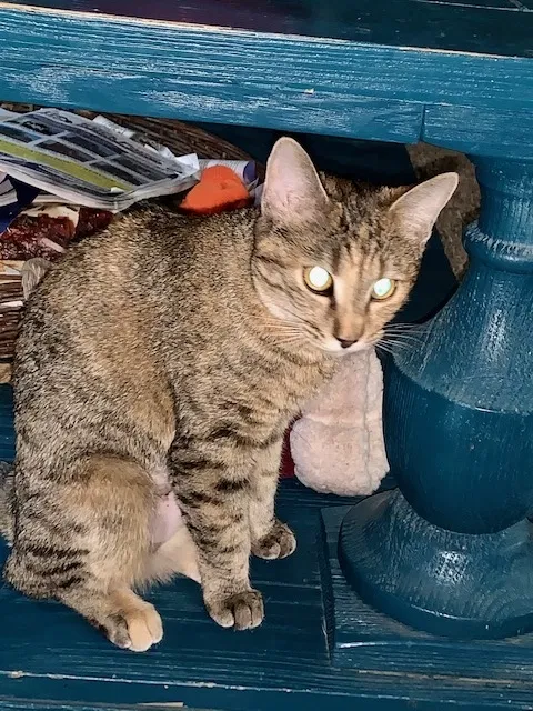 Lost cat in Wichita, KS, 67212
