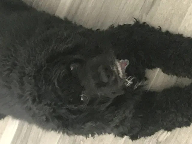 Missing Dog