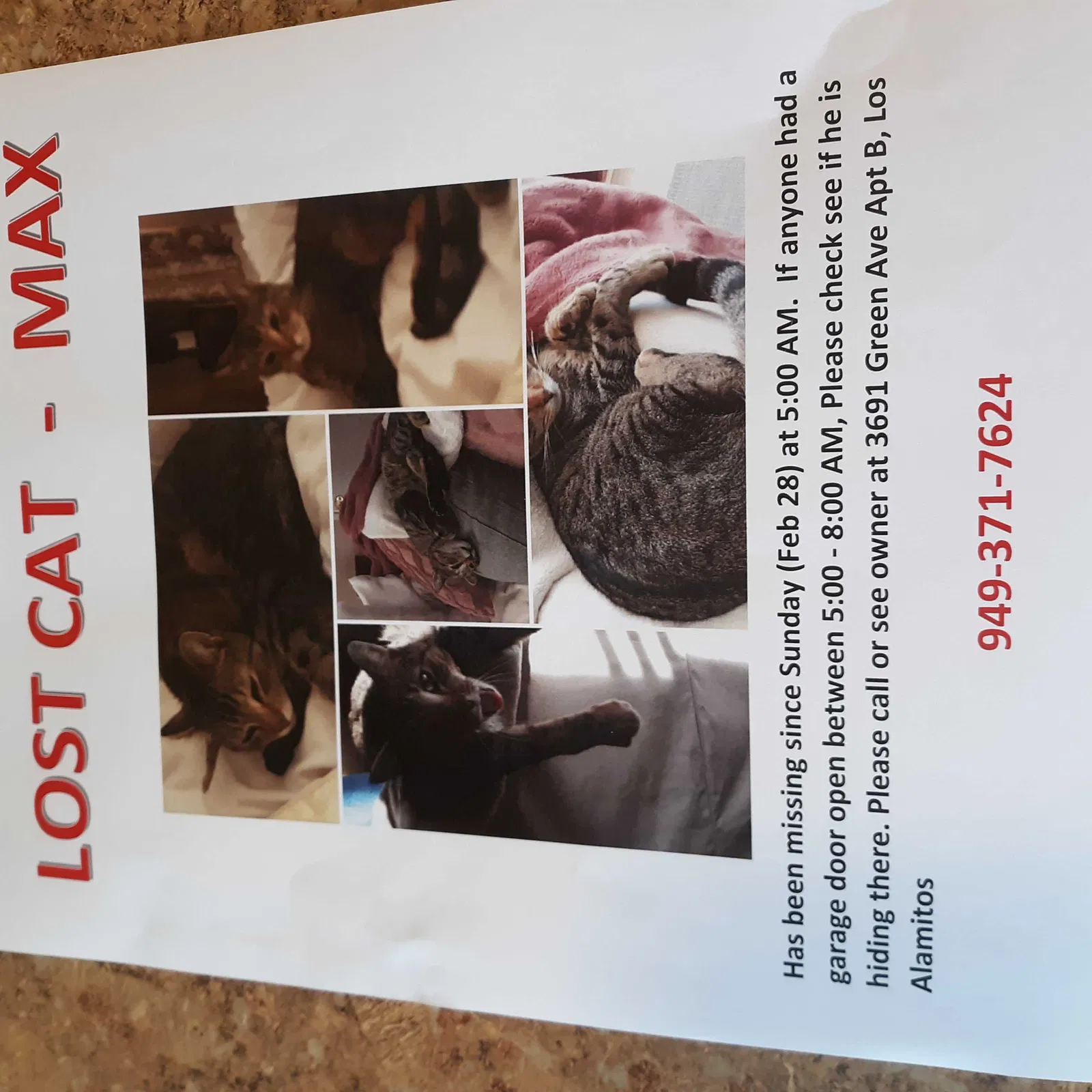 Lost cat in Los Alamitos, CA, 90720