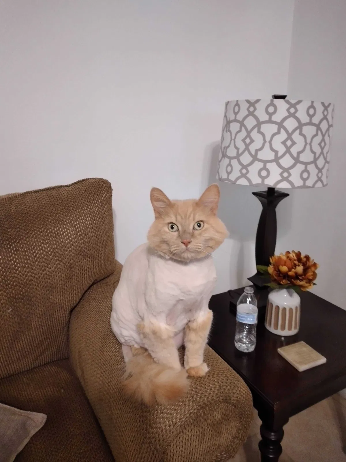 Lost cat in Deltona, FL, 32725