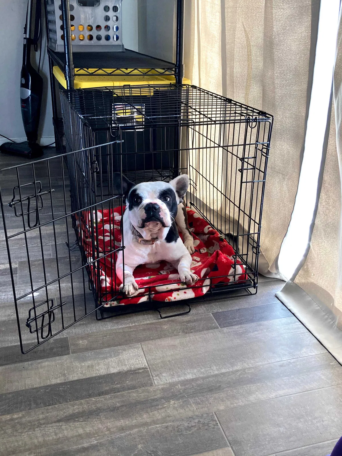 Lost dog in Brownsville, TX, 78521