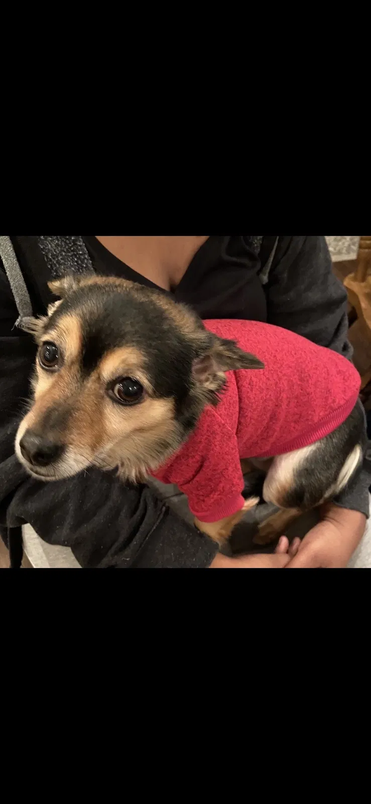 Lost dog in Louisville, KY, 40211