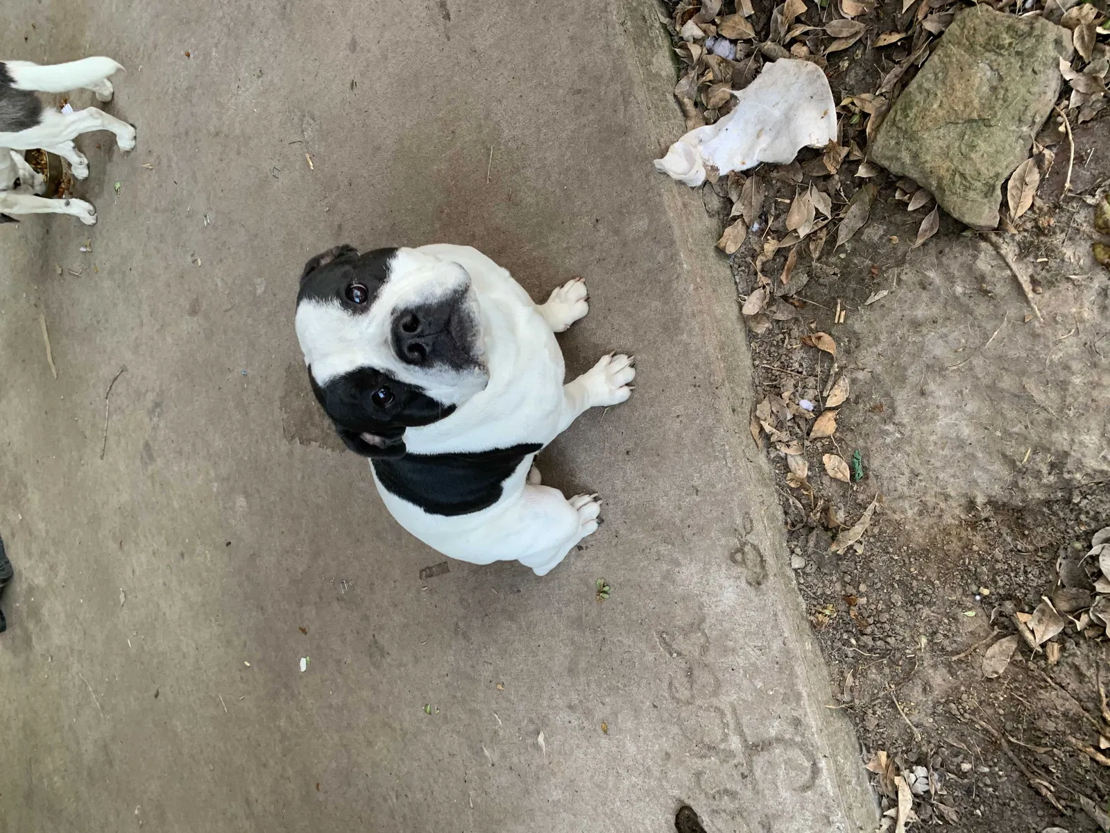 Lost dog in Spring, TX, 77373