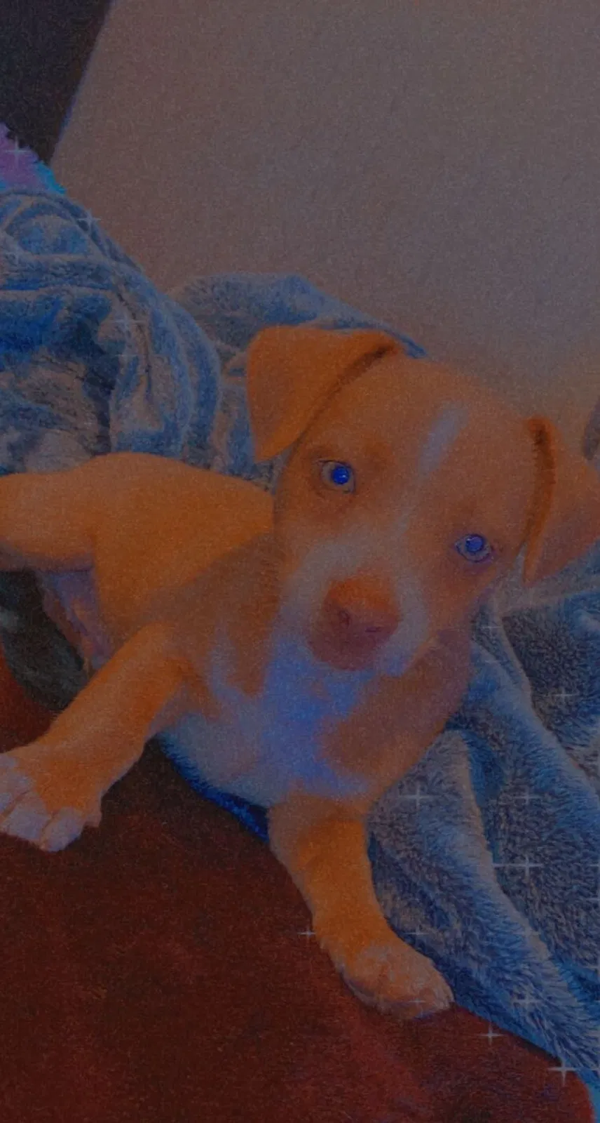 Lost dog in Crescent City, FL, 32112