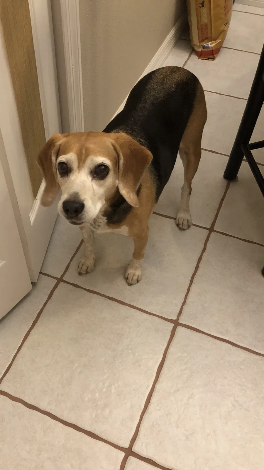 Lost dog in Vero Beach, FL, 32967