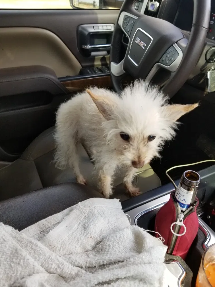 Lost dog in Purcell, OK, 73080