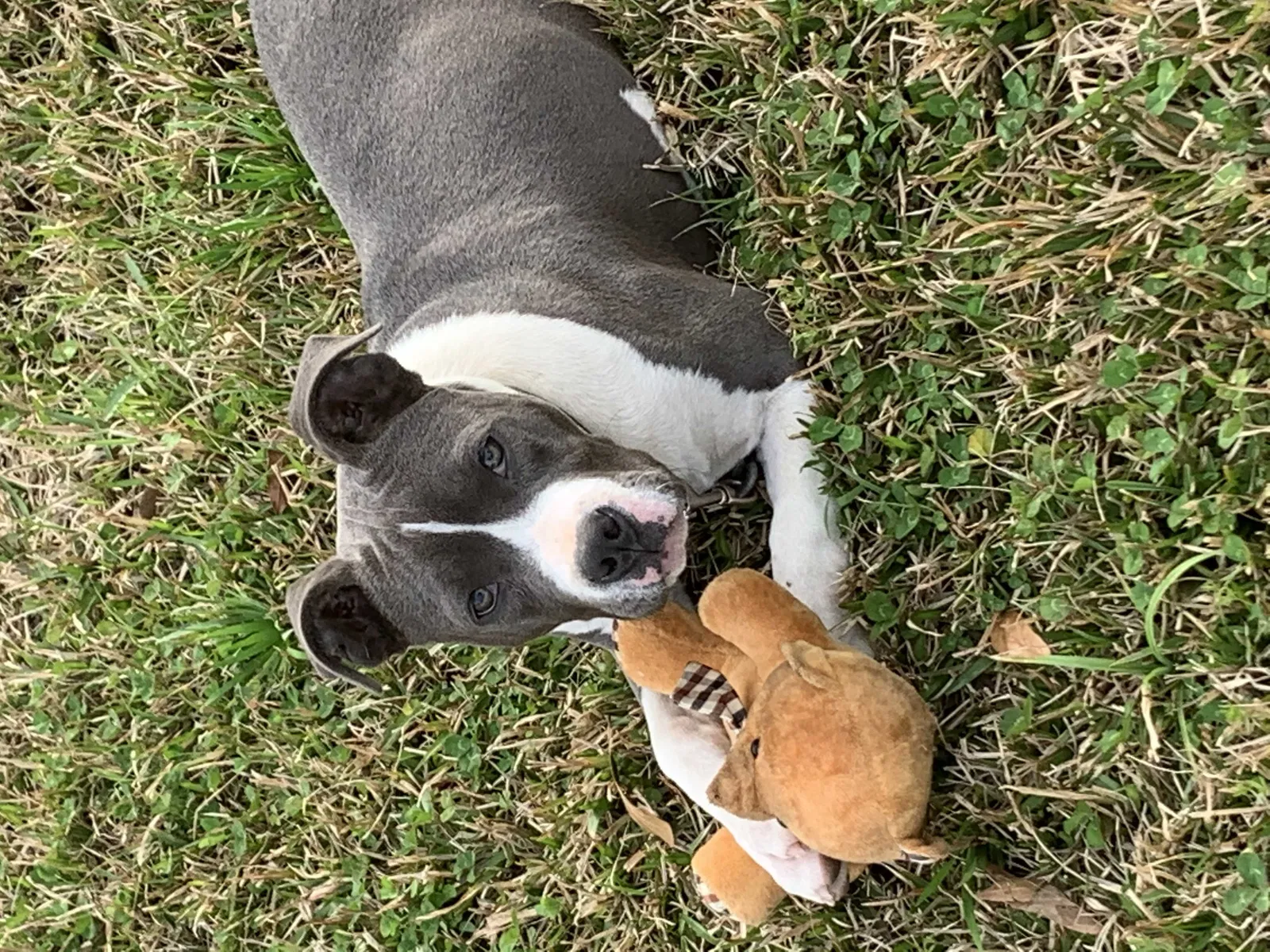 Lost dog in Zachary, LA, 70791