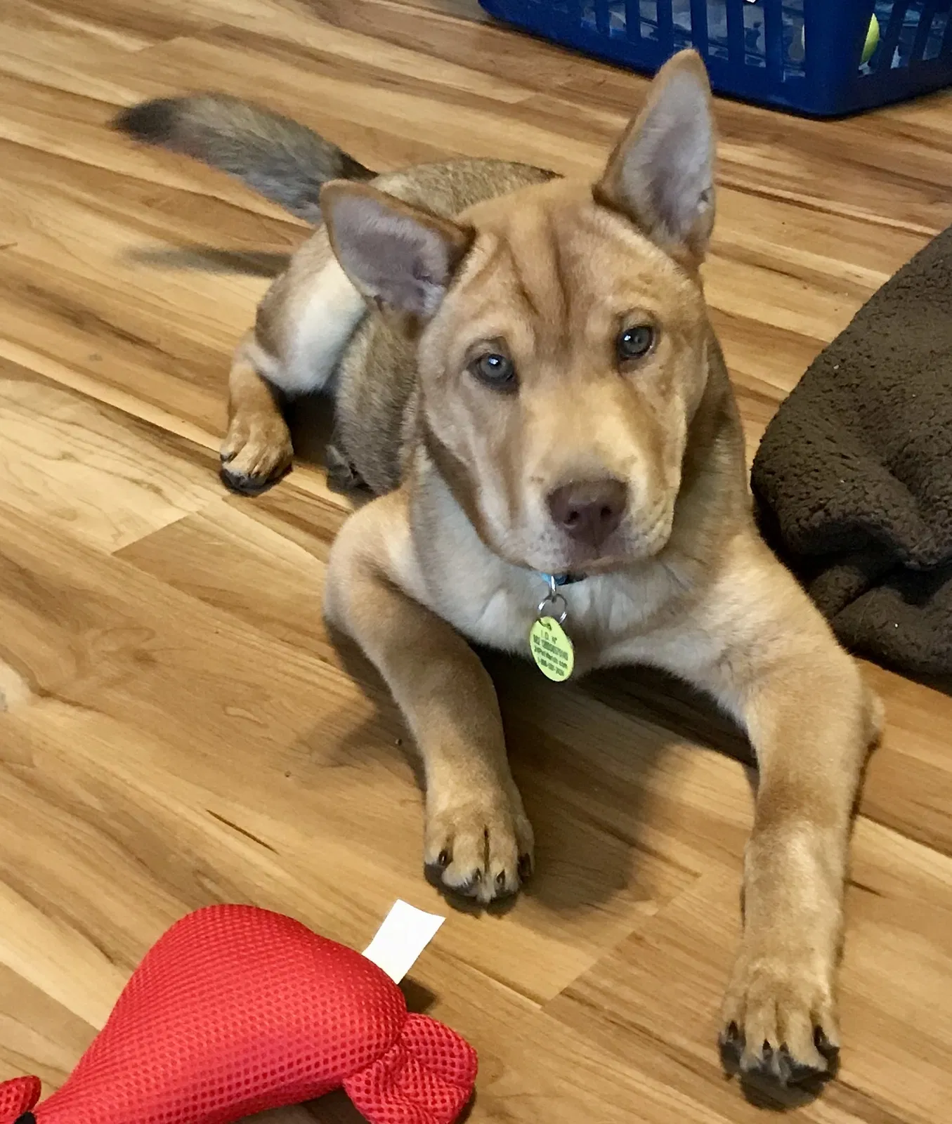 Lost dog in Franklin, KY, 42134