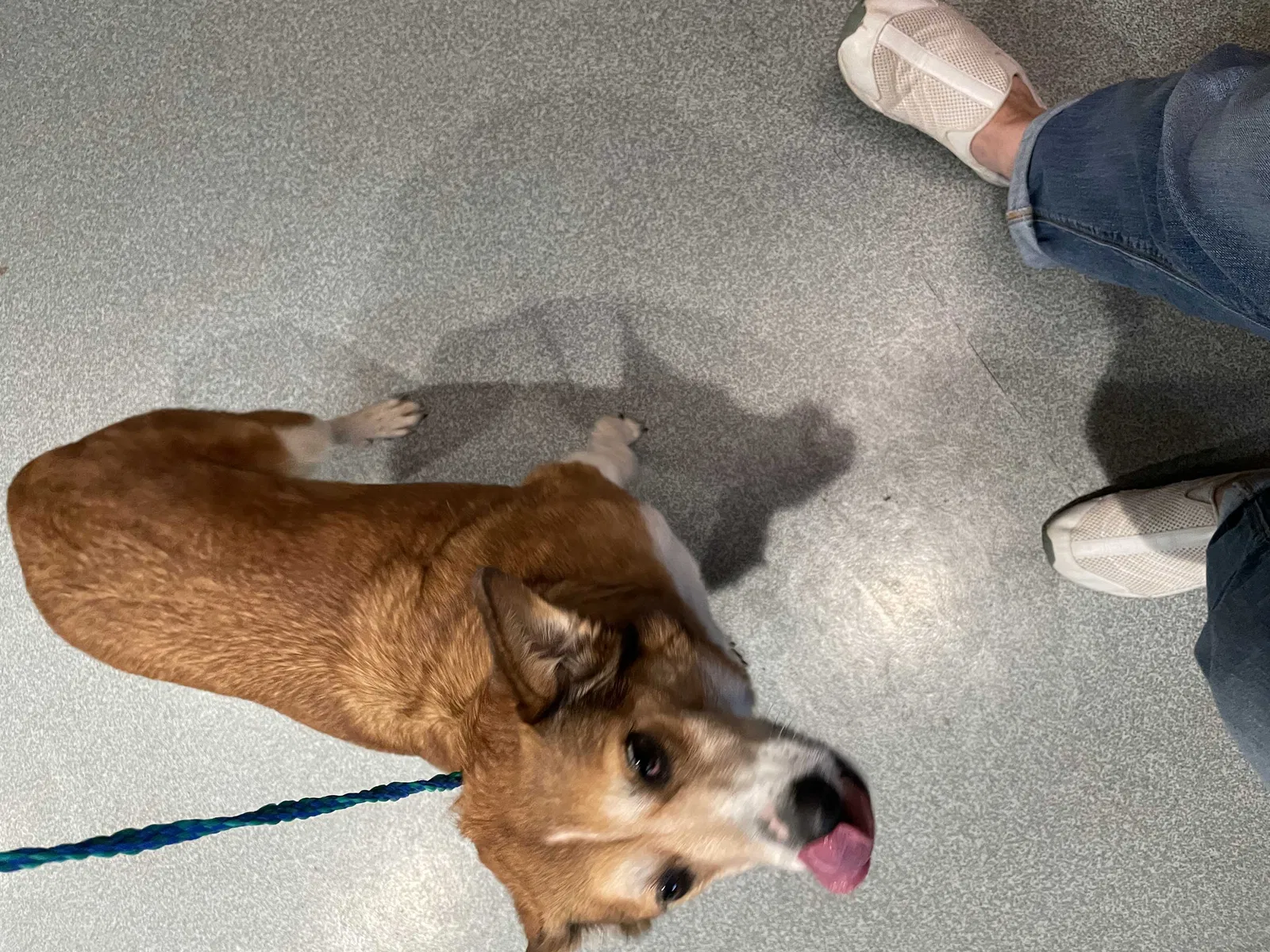 Found dog in Claremore, OK, 74017