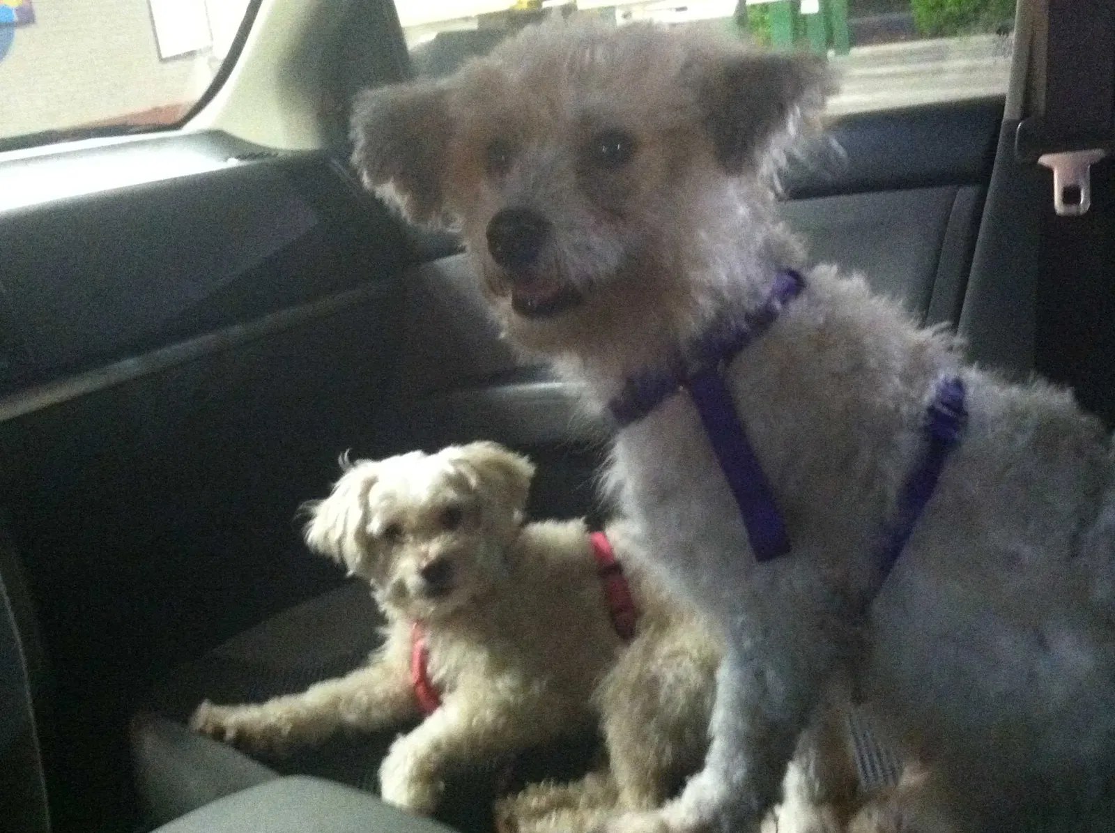 Lost dog in Mission, TX, 78572