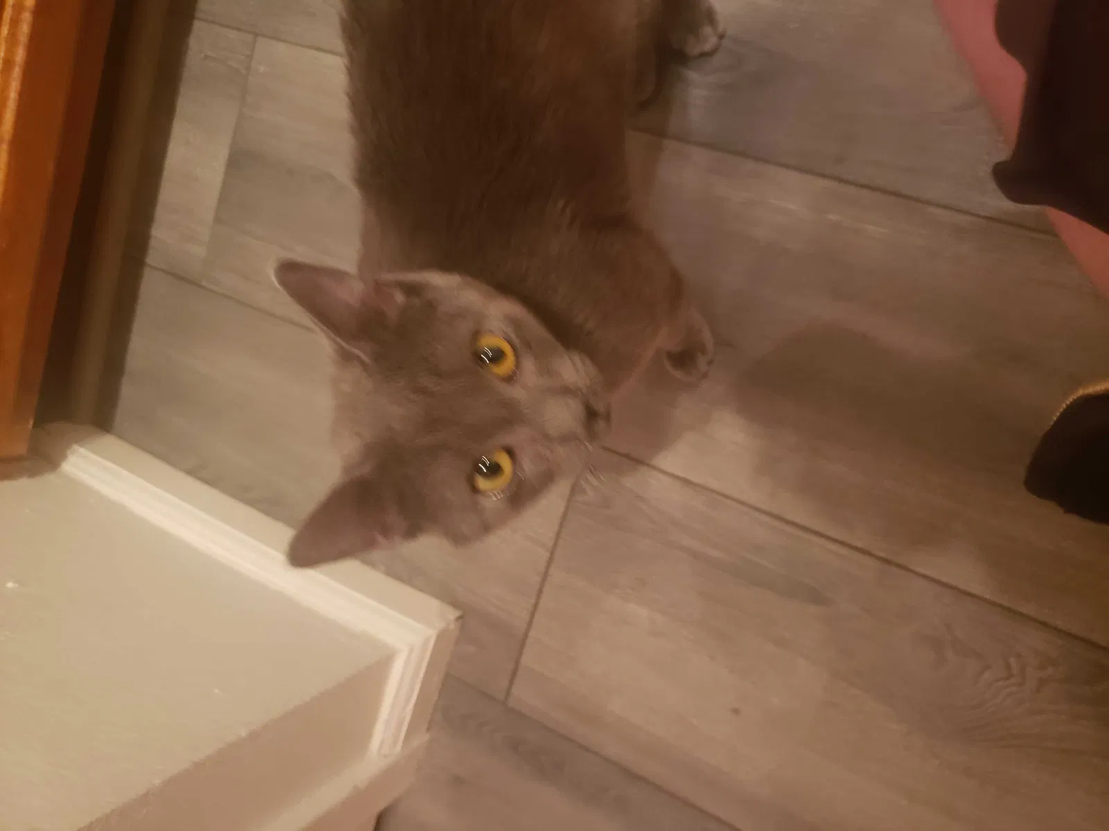Lost cat in Mesa, AZ, 85210