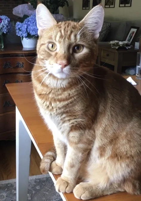 Lost cat in Portland, CT, 6480