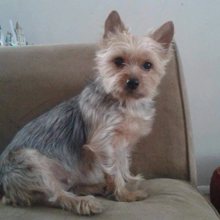 Lost dog in Curtice, OH, 43412