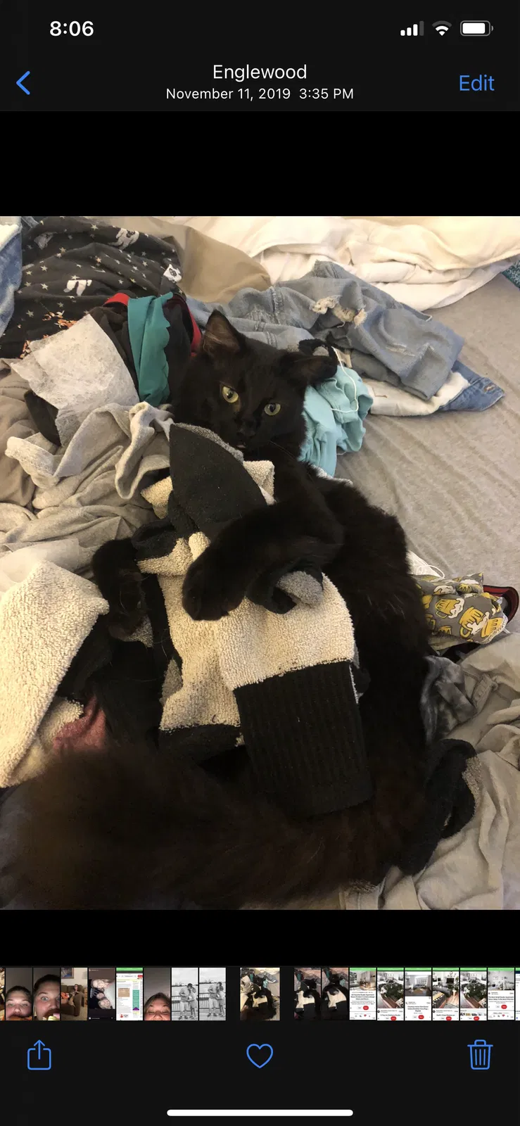 Lost cat in Englewood, FL, 34223