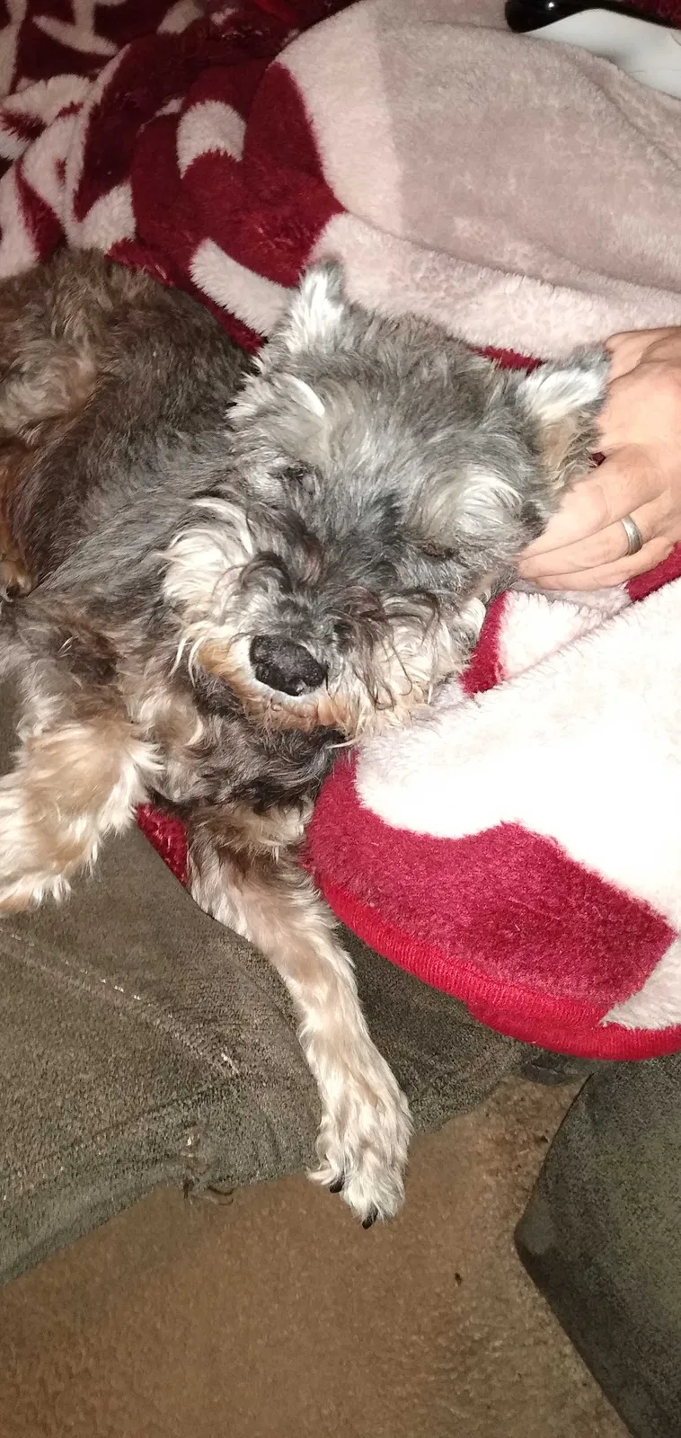 Lost dog in Lexington, OK, 73051