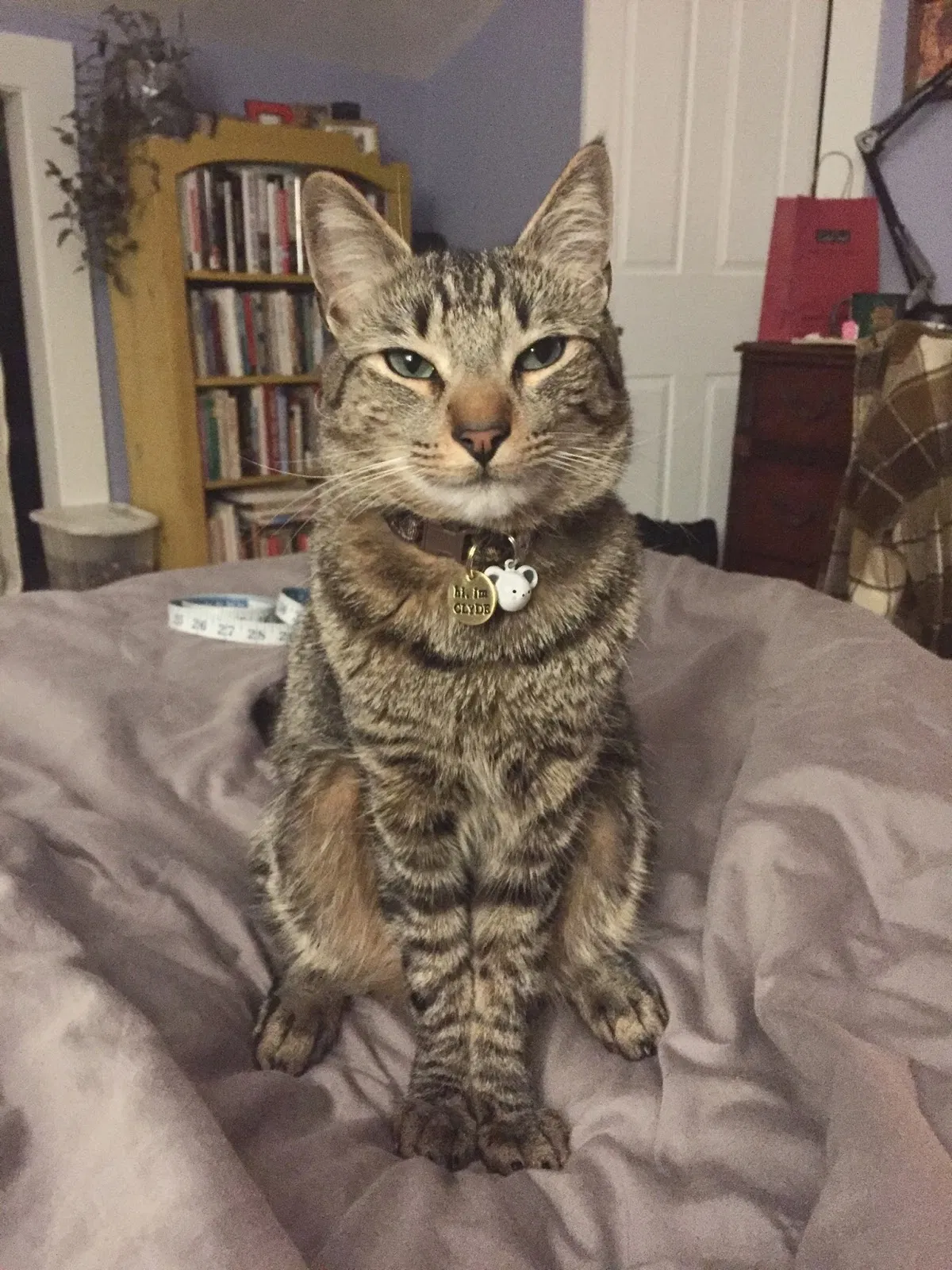 Lost cat in Cummington, MA, 1026
