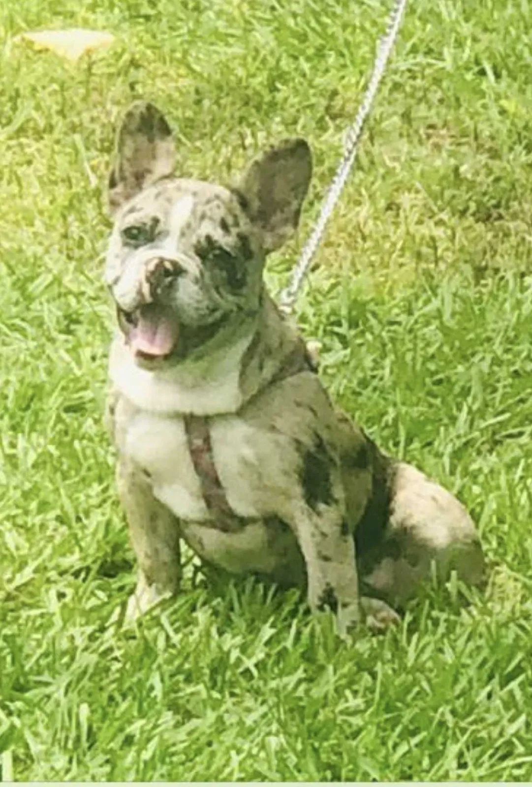 Lost dog in Pasadena, TX, 77502