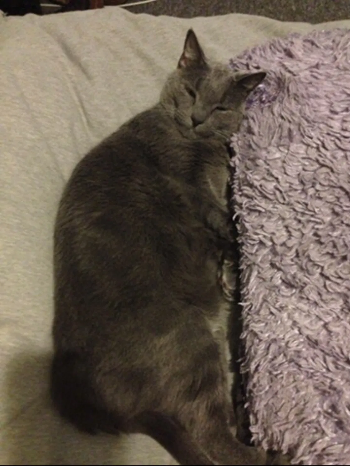 Lost cat in Winter Garden, FL, 34787