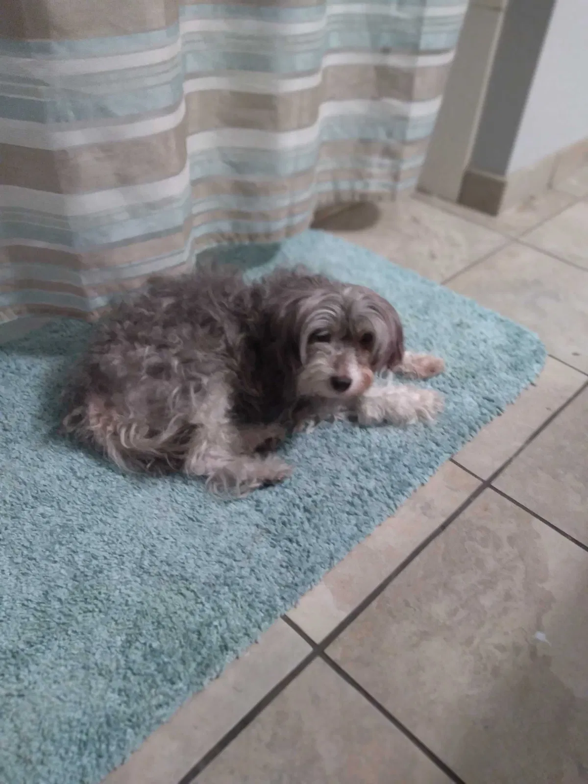 Lost dog in Mesa, AZ, 85203