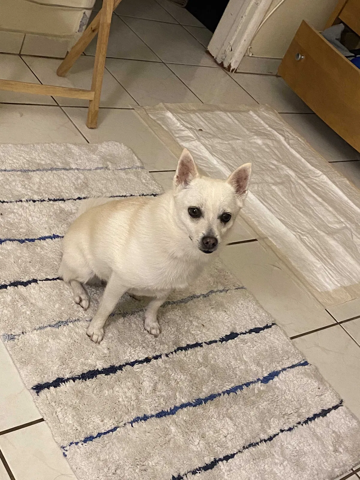 Lost dog in Inglewood, CA, 90304