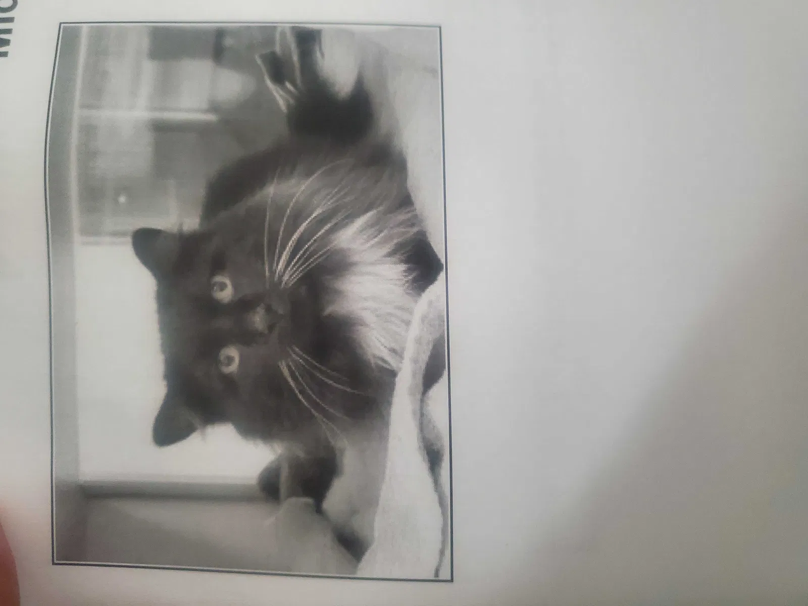 Lost cat in Colorado Springs, CO, 80916