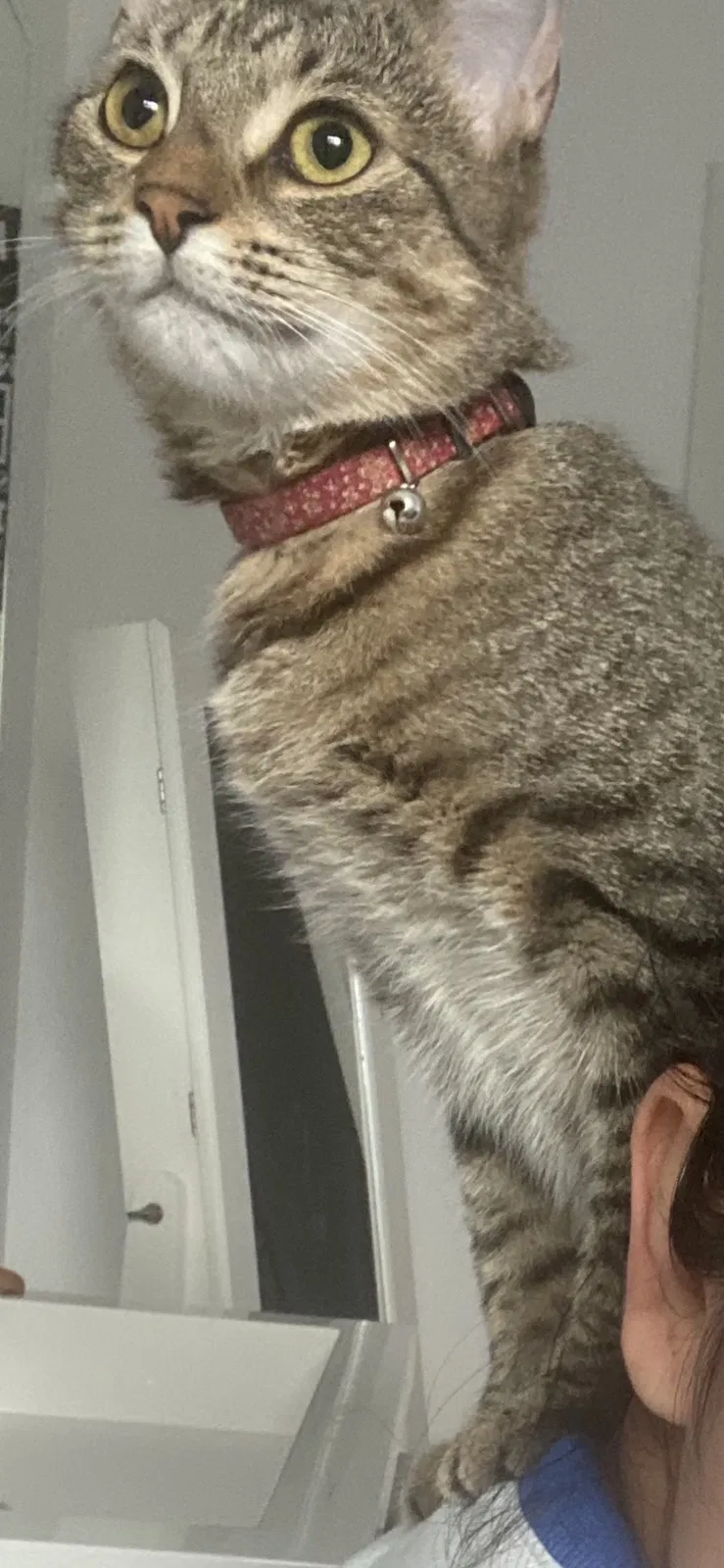 Lost cat in Hollywood, FL, 33026