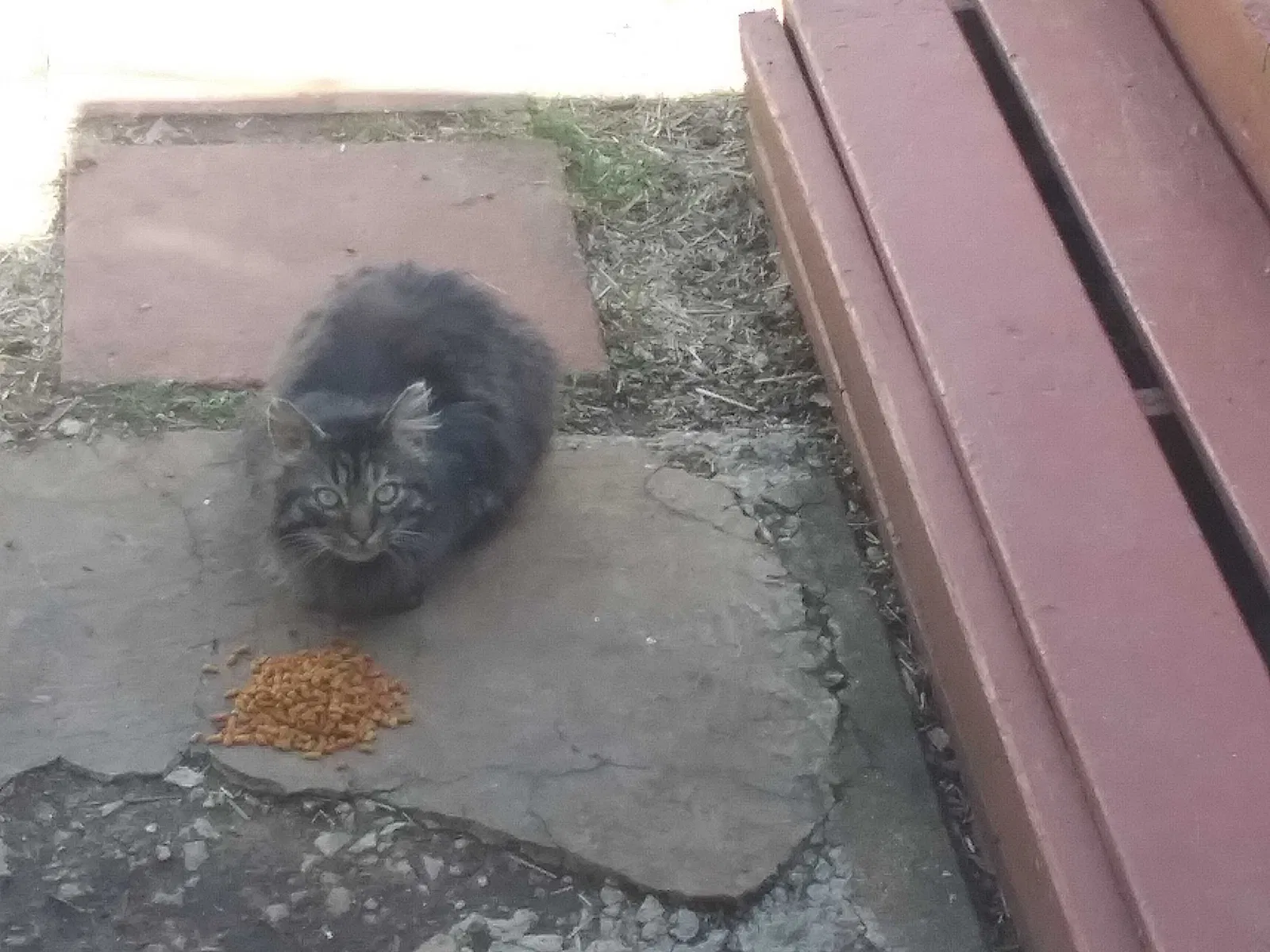 Found cat in Lexington, KY, 40504