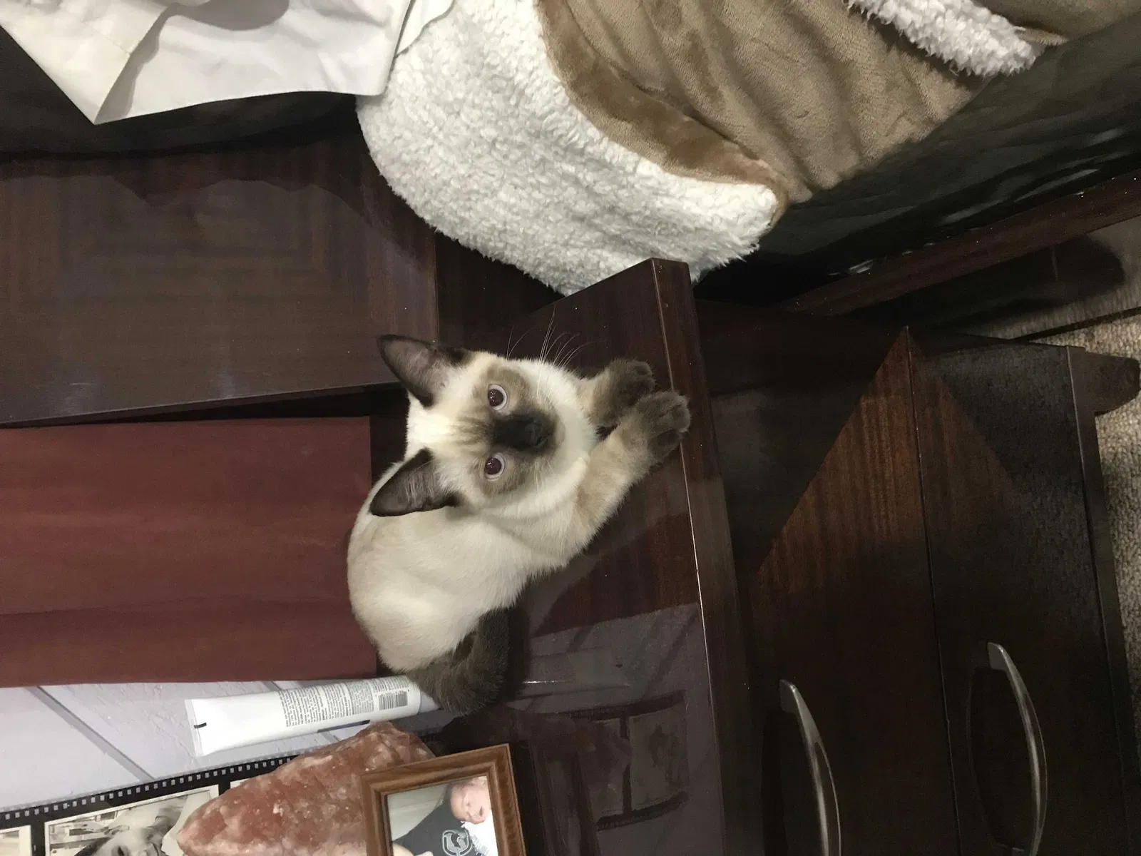Lost cat in Fort Lauderdale, FL, 33319