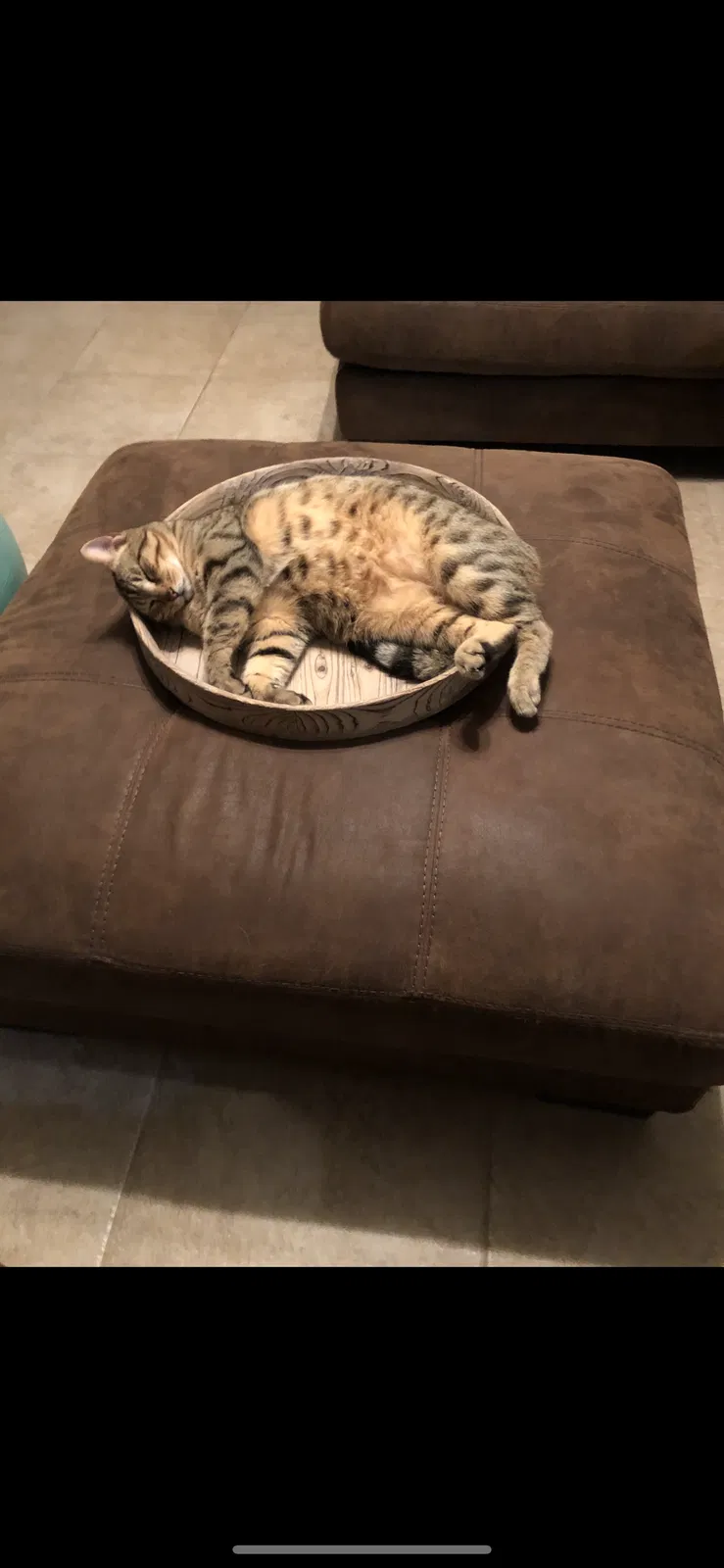 Lost cat in Magnolia, TX, 77354