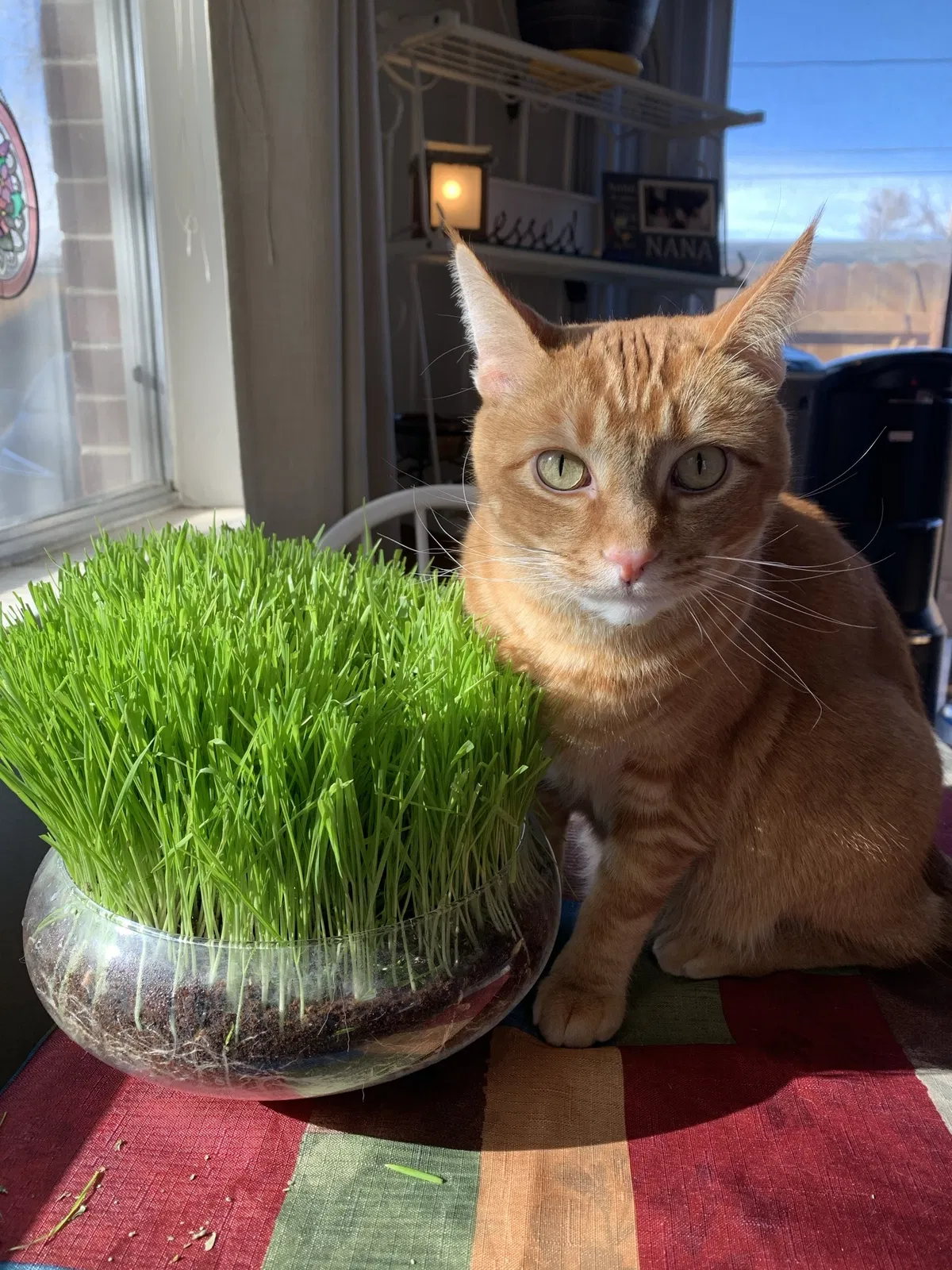 Lost cat in Golden, CO, 80401