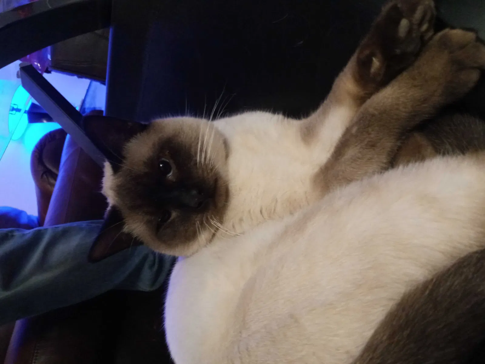 Lost cat in Fort Worth, TX, 76126