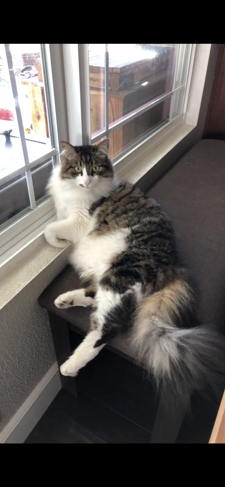Lost cat in Upland, CA, 91784